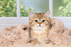 lying British Shorthair Kitten