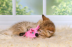 playing British Shorthair Kitten