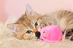 British Shorthair Kitten