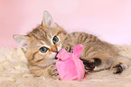 playing British Shorthair Kitten