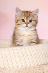 British Shorthair Kitten Portrait