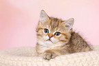 British Shorthair Kitten