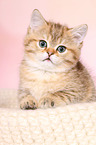 British Shorthair Kitten