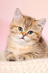 British Shorthair Kitten