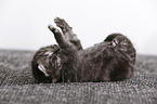 2 weeks old british shorthair kitten