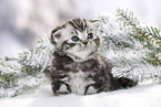 British Shorthair Kitten in winter