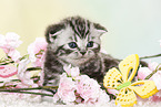 British Shorthair Kitten in spring