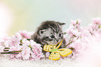British Shorthair Kitten in spring