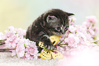British Shorthair Kitten in spring