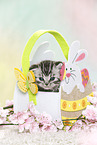 British Shorthair Kitten at easter