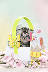 British Shorthair Kitten at easter