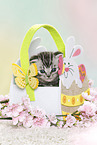 British Shorthair Kitten at easter