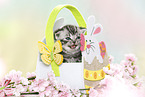 British Shorthair Kitten at easter