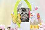 British Shorthair Kitten at easter