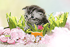 British Shorthair Kitten at easter
