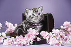 British Shorthair Kitten