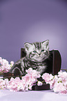 British Shorthair Kitten