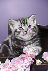 British Shorthair Kitten