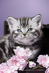 British Shorthair Kitten
