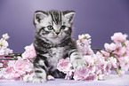 British Shorthair Kitten