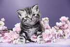 British Shorthair Kitten