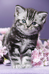 British Shorthair Kitten