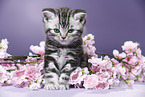 British Shorthair Kitten