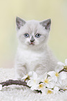 British Shorthair Kitten