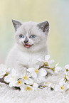 British Shorthair Kitten