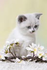 British Shorthair Kitten
