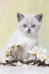 British Shorthair Kitten