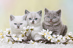 British Shorthair Kitten