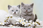 British Shorthair Kitten