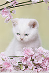 British Shorthair Kitten