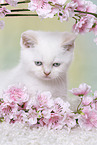 British Shorthair Kitten