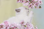 British Shorthair Kitten