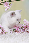 British Shorthair Kitten