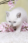 British Shorthair Kitten