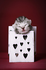 newborn british shorthair kitten