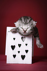 newborn british shorthair kitten