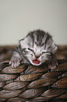 newborn british shorthair kitten