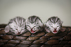newborn british shorthair kittens