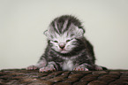 newborn british shorthair kitten