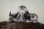 newborn british shorthair kittens