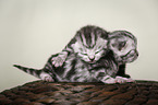 newborn british shorthair kittens