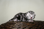 newborn british shorthair kitten