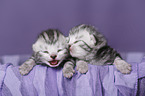 newborn british shorthair kittens