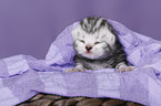 newborn british shorthair kitten