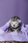 newborn british shorthair kitten