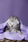 newborn british shorthair kitten